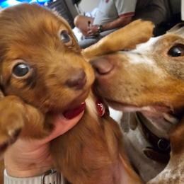 Hershey - Chocolate female Dachshund puppy in Strong, Arkansas from Dachshunds R Us