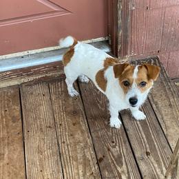 Ginger - White and tan female Russell Terrier puppy in Melbourne, Florida from Rustling Oaks Jack Russell Terrier’s