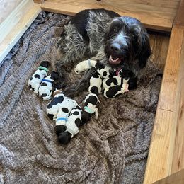 Wirehaired Pointing Griffon Puppies from VanLoo Kennels