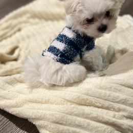 Maltese and Maltipoo Puppies from PrissyPawz