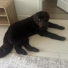 Cosmo - Brown male Newfoundland puppy in New York from Johnson Farms
