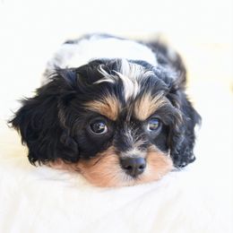 Tri male - Tri-color male Cavapoo puppy in Lawton, Oklahoma from Lindsey’s Cavies