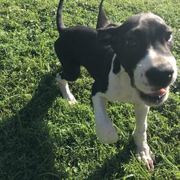 Dachshund and Great Dane Puppies from Stately Dachshunds and Danes