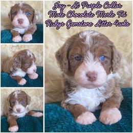 Jade - male Australian Mountain Doodle puppy in Port Orchard, Washington from Yukon Harbor Doodles
