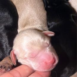 Blue collar cream boy - Cream male Dachshund puppy in Mesa, Arizona from Dach Army LLC