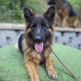 Jupiter - German Shepherd
