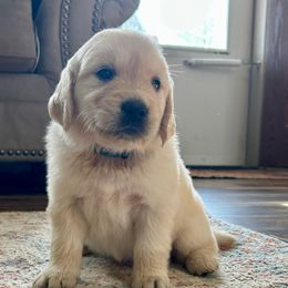 Emberly - Light golden female Golden Retriever puppy in Doniphan, Missouri from Stockford’s Golden Retrievers
