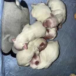 Maltipoo puppies from Debra Stacey's Maltipoo Puppies