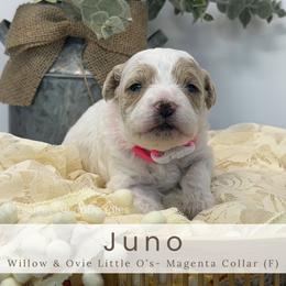JUNO - Magenta Collar - Parti female Goldendoodle puppy in Watertown, New York from True Friend Doodles