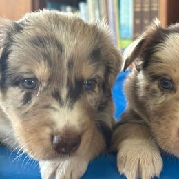 Australian Shepherd Puppies from Night Skye Aussies
