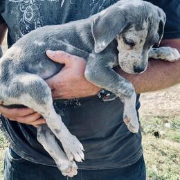Great Dane Puppies from Texas Devine Danes