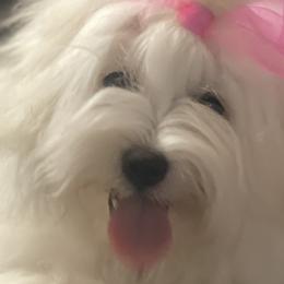 Cotons de Tulear and Golden Retrievers from Four Lochs LLC