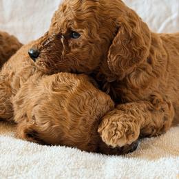 Nelson - Red  male Poodle puppy in Colerain, North Carolina from Lisa's Poodles