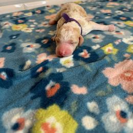 Violet - Parti female Poodle puppy in Queen Creek, Arizona from Desert Dusted Poodles