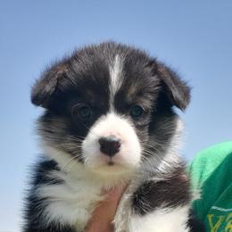 Girl 1 - Black and tan female Pembroke Welsh Corgi puppy in Centre, Alabama from Walker's AKC Corgis