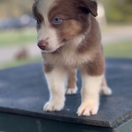 KitKat - Red tri-color male Australian Shepherd puppy in Big Sandy, Texas from Rocking S Ranch