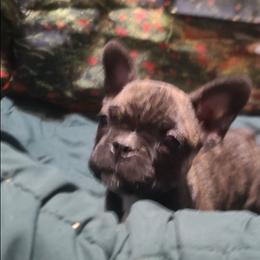 Peanut - Brindle female Pug puppy in Canterbury, Connecticut from Pug Palace Kennel
