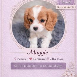 Princess Amore - Blenheim female Cavalier King Charles Spaniel puppy in Mesa, Arizona from Comfort Royalty Cavaliers