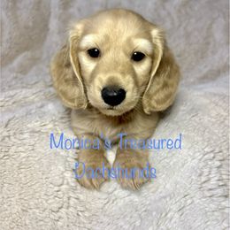 Gorgeous Boy - Cream male Dachshund puppy in Humble, Texas from Monica’s Treasured Dachshunds