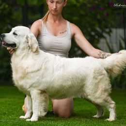 Hailey - Golden Retriever