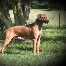Rhodesian Ridgeback and Xoloitzcuintli All Grown Up from Venus Rhodesian Ridgebacks