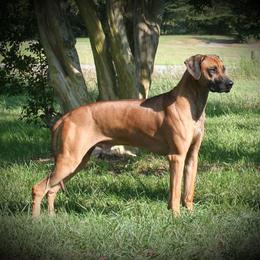 Rhodesian Ridgeback and Xoloitzcuintli All Grown Up from Venus Rhodesian Ridgebacks
