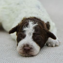 Cocoa - Brown roan female Lagotto Romagnolo puppy in St. Augustine, Florida from LBK & Ancient City