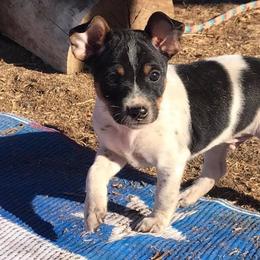 Rat Terriers from Blackwood Rat Terriers (Standard)