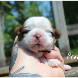 Peaches - Red and white female Shih Tzu puppy in Warren, Michigan from Danielle's Yorkie Babies