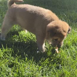Shiba Inu Puppies from Anko Shibas