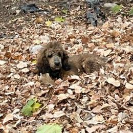 Kilo - Poodle