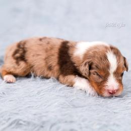 Denali - Red merle male Australian Shepherd puppy in Herriman, Utah from Painted Blue Aussies
