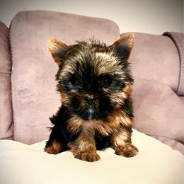 Amadeus - Black and tan male Yorkshire Terrier puppy in San Antonio, Texas from CISCOK9