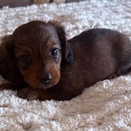 Sophie - Red female Dachshund puppy in Chelsea, Oklahoma from Elite Puppies of Oklahoma