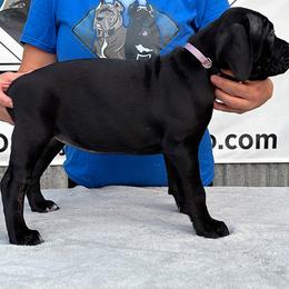 Purple Colar Female - Black brindle female Cane Corso puppy in Linden, Texas from Da Boyz Cane Corso