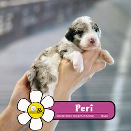 Peri - Blue merle and white male Sheepadoodle puppy in Cleveland, Tennessee from Narrow Path Old English & Sheepadoodles