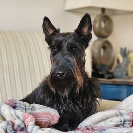 Penny - Scottish Terrier