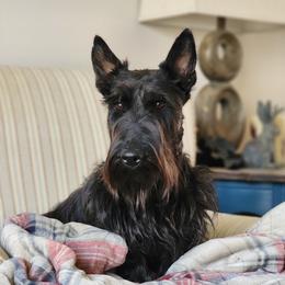 Penny - Scottish Terrier