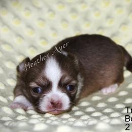 Tiny girl - Black sabled fawn female Chihuahua puppy in Linden, Kentucky from Warfenburg