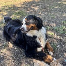 Bernedoodle, Bernese Mountain Dog, Cavalier King Charles Spaniel, and Goldendoodle All Grown Up from Adventure Doodles Of East TN