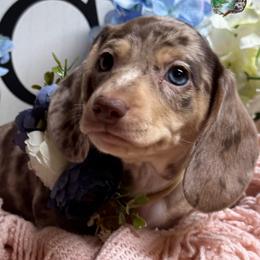 Tindra - Dapple female Dachshund puppy in Fayetteville, West Virginia from Loop Creek Dachshunds