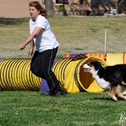Australian Shepherd Puppies from Cu2 Aussies