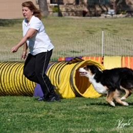 Australian Shepherd Puppies from Cu2 Aussies