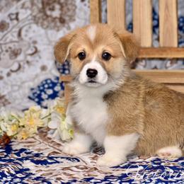 French Toast - Red male Pembroke Welsh Corgi puppy in East Canton, Ohio from Victorian Farms