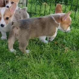 American Corgi puppies from Thomas Corgi's