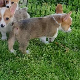 American Corgi puppies from Thomas Corgi's
