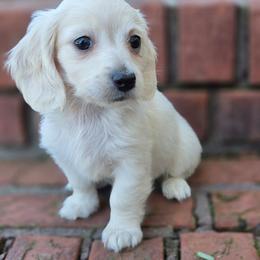 Poppy - Cream female Dachshund puppy in Ashford, Alabama from Circle City Dachshunds