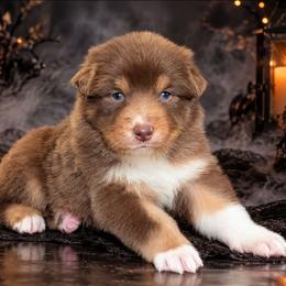 Bruno - Red tri-color male Australian Shepherd puppy in Fultonville, New York from Sandy Aussies, Mini Dachshunds & Pomeranians