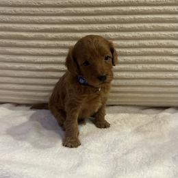 Cheddar - Red  male Goldendoodle puppy in Payson, Utah from Country Sky Doodles