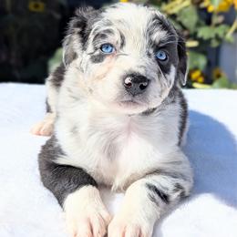 Dolly (Pink collar) - Blue merle female Australian Shepherd puppy in Coulee City, Washington from Mr and Mrs Doodle Farm